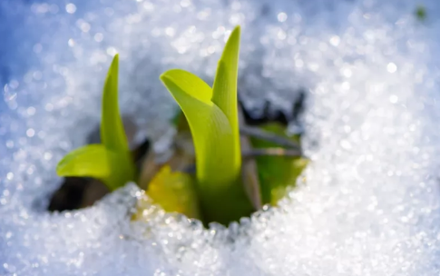 今日小寒,日皮视频免费看软件日皮视频APP在线看黄机祝大家节日快乐