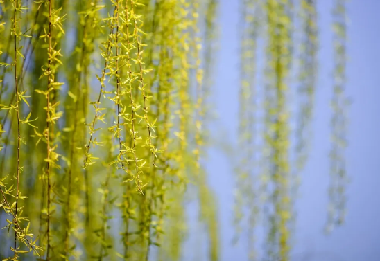 今日惊蛰，未来可期-日皮视频免费看软件日皮视频APP在线看黄机