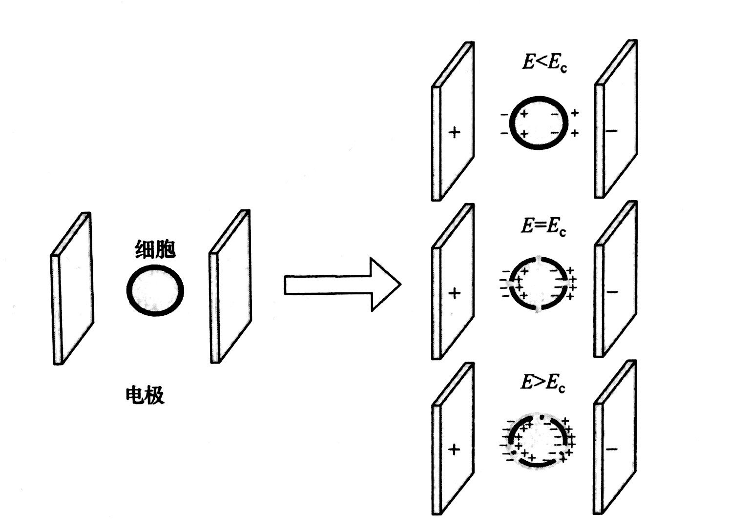 PEF等离子处理的基本原理和典型模型，日皮视频免费看软件等离子体清洗机介绍