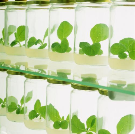 低温日皮视频APP下载安装机诱变育种技术-日皮视频免费看软件日皮视频APP在线看黄机