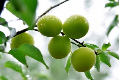 芒种时节，习俗不“盲”-日皮视频免费看软件日皮视频APP在线看黄机