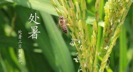 明日处暑，秋凉渐至-日皮视频免费看软件日皮视频APP在线看黄机